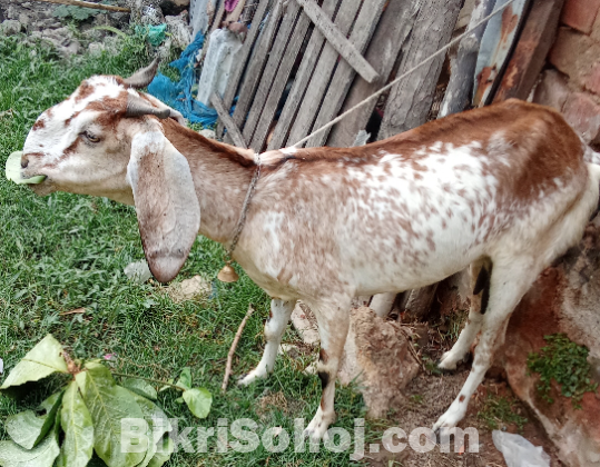 রামছাগল